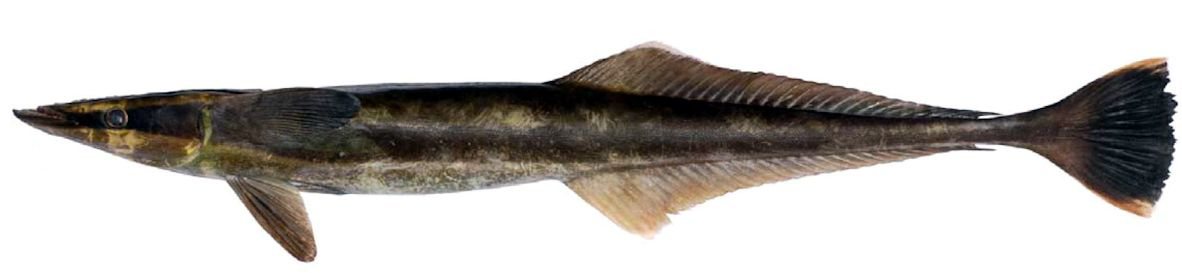 Echeneis naucrates_010